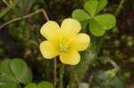 Yellow woodsorrel